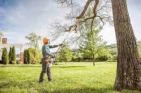 How Our Tree Care Process Works  in Mission, TX